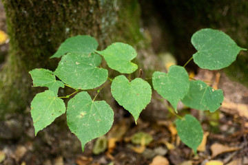 Fototapeta premium Feuilles