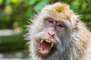 Wild monkey family at sacred monkey forest in Ubud, island Bali, Indonesia