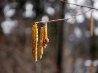 Closeup of yellow hazel catkins hanging from a branch