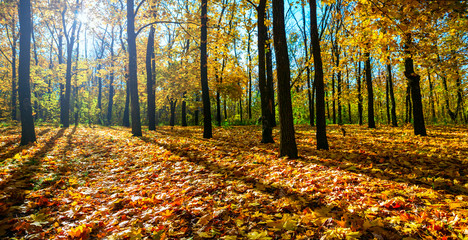 beautiful red maple autumn forest glade in a sunlight