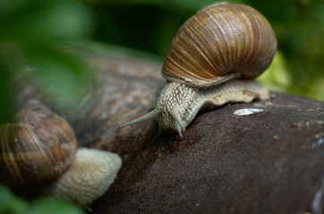 Grape snail (helix pomatia) on the rusted metal pipe after rain