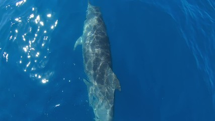 Dolphins swimming in front of boat jumping, Slow Motion.