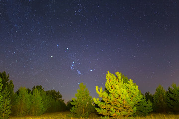 Orion constellation abowe the fir tree forest, night outdoor scene