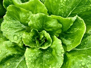 Bottom border of fresh green vegetables salad leaves texture. Close up of healthy lifestyle and dieting background. Selective focus