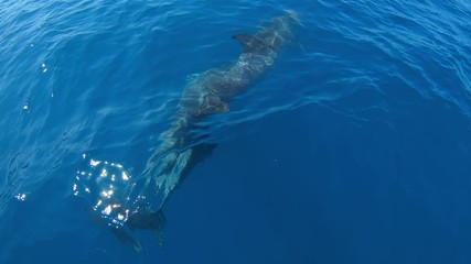Dolphins swimming in front of boat jumping, Slow Motion.