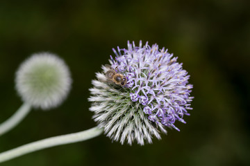 Biene auf Blüte