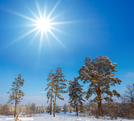 winter pine tree forest in a snow under a sparkle sun