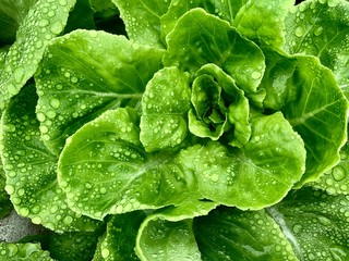 Bottom border of fresh green vegetables salad leaves texture. Close up of healthy lifestyle and...