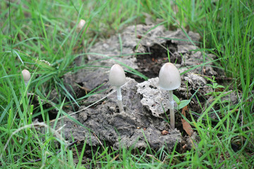 Panaeolus semiovatus, also known as Anellaria separata, commonly called the shiny mottlegill or egghead mottlegill, wild mushroom growing on dung