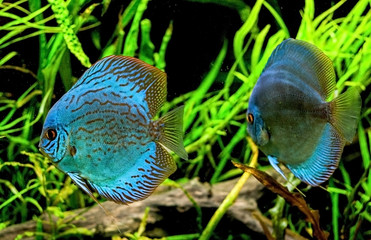 discus fish in aquarium, tropical fish.  discus from Amazon river