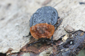 Oiceoptoma thoracica, known as the Red-breasted Carrion Beetle