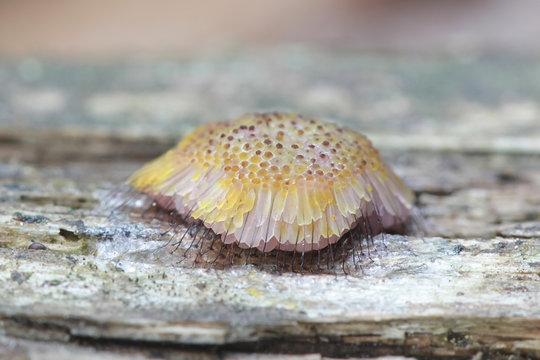 Symphytocarpus flaccidus, a tube slime mold from Finland, known also as  Comatricha flaccida