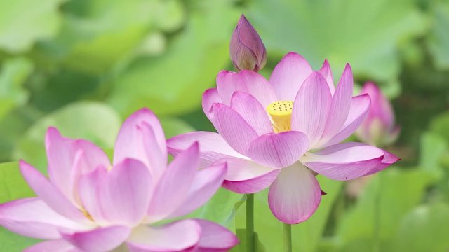 ハスの花畑