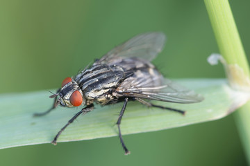 Flesh fly of the family Sarcophagidae