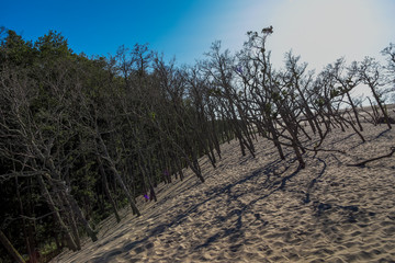 Moving Dunes in Northern Poland. A Desert by the Sea. Incredible Place on Earth. Pictures Taken in Very Hot Day with No Clouds.