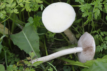 Agrocybe dura, known as the Bearded Fieldcap, growing wild in Finland