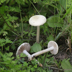 Agrocybe dura, known as the Bearded Fieldcap, growing wild in Finland