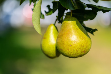 Pears on a pear tree after a  rainstorm