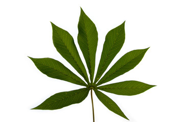 cassava leaf isolated on white background