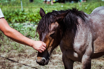 Fototapeta premium Homme en train de caresser un cheval brun