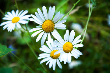 Obraz premium Chamomile flowers on a background of green grass. Close-up. Summer