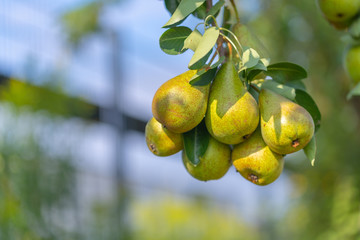 Pears on a pear tree after a  rainstorm