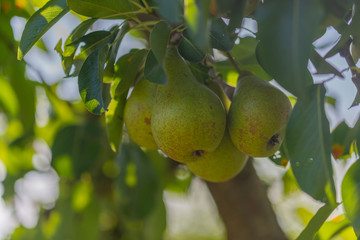 Pears on a pear tree after a  rainstorm