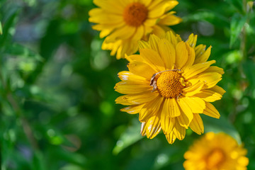bright yellow flowers in  focus