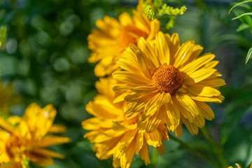 bright yellow flowers in  focus