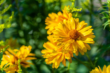 bright yellow flowers in  focus