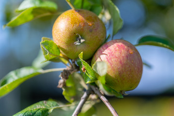 two apples on an apple tree