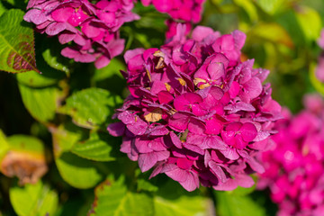 shining purple flowers in  focus