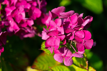 Fototapeta na wymiar shining purple flowers in focus