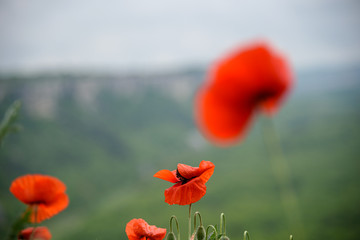 Red poppy flower, on a cloudy day, against the backdrop of a mountain of white color and thick green vegetation.