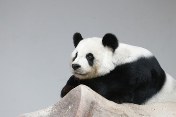 Female Panda name Lin Hui, Thailand