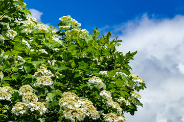  Kalina ordinary large, deciduous shrub. Beautiful white flowers of blooming viburnum on blurred blue sky background.