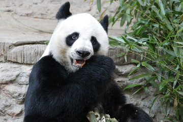 Obraz na płótnie Canvas Funny Male Giant Panda, Chuang Chuang, Chiangmai Zoo, Thailand