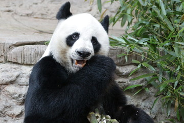 Funny Male Giant Panda, Chuang Chuang, Chiangmai Zoo, Thailand