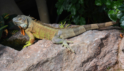 A GREEN IGUANA ON A ROCK