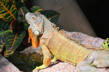 Fototapeta premium a green iguana