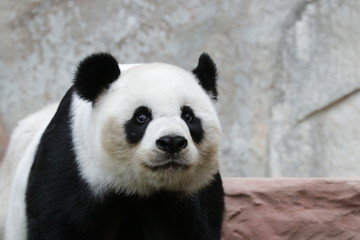 Beautiful Female Panda , Lin Hui, Chiangmai Zoo, Thailand