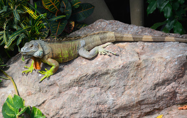 a green iguana standing on a rock warms in the sun