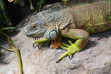 an iguana looks for a prey on a rock