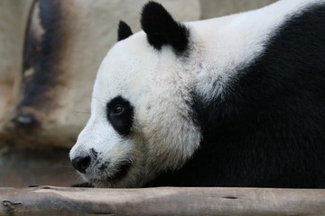 Obraz premium Funny Male Panda in Chiangmai Zoo, Thailand