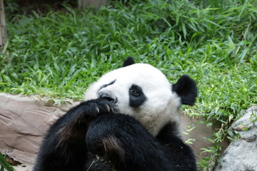 Playful Male Panda in Thailand, Chuang Chuang