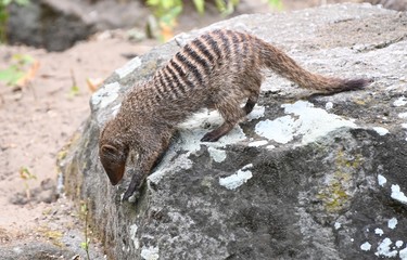 mongoose on a rock