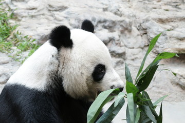Fototapeta premium Male Panda name, Chuang Chuang, Thailand