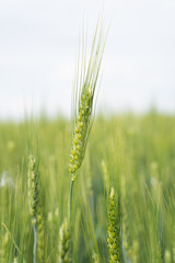 Bright background of young wheat. Field of juicy green wheat against the background of a bright sky. Future bread