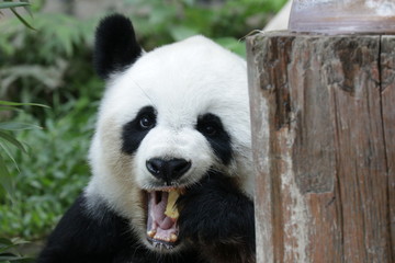 Obraz na płótnie Canvas Sweet female Panda , Lin Hui, Chiangmai Zoo, Thailand