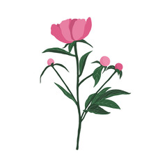 Colorful peony on a white background. Can be used for postcards, invitations, advertising, web, textile and other.